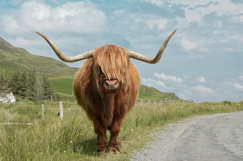 Highland Cow - Schotse Hooglander