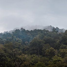 Dschungel Nebel von Records of Mickey