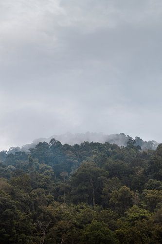 Mist boven het oerwoud