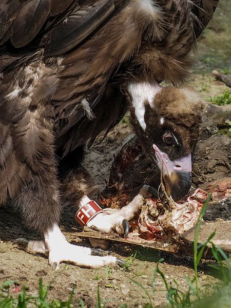 Mönchsgeier : Ouwehands Dierenpark von Loek Lobel