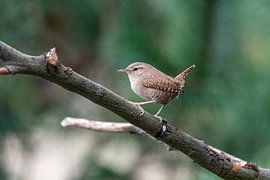 WInter King by Merijn Loch