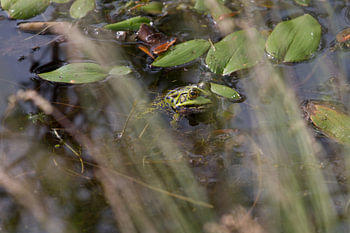 kikker in bospoel