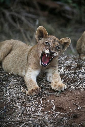 Rugissement ! sur Wild Love Expedition