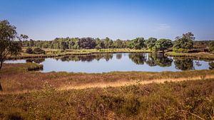 Meer dichtbij in NP Maasduinen