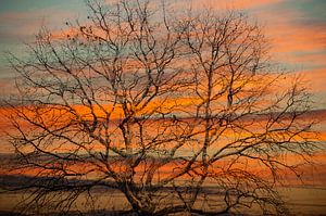 Baum Baumkrone gegen roten Himmel von Anouschka Hendriks