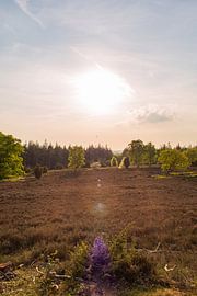 Die tief stehende Sonne über der Heide auf dem Lemelerberg von Deborah de Meijer