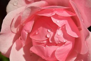 Gouttes sur la rose rose sur Jolanda de Jong-Jansen