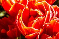 Vollständig rot-orangefarbene Tulpe mit gelbem Rand