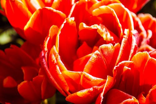 Volle rood oranje tulp met gele randen