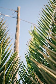 Vue à travers les palmiers à Ibiza // Photographie de voyage sur Diana van Neck Photography