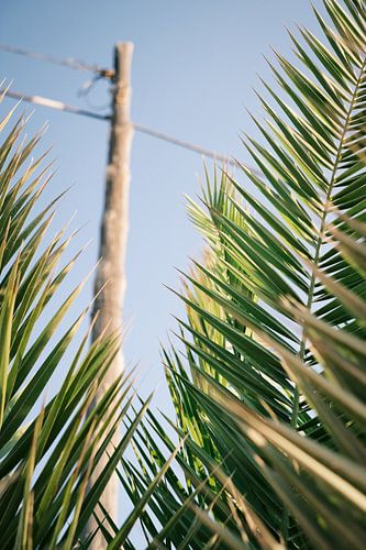 Doorkijkje van palmen in Ibiza // Reisfotografie