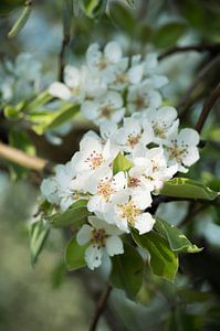 Bloesem van Evelien Heuts-Flachs