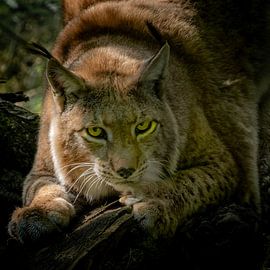 Le regard silencieux d'un lynx eurasien sur Exclusive Photos by Erwin Floor