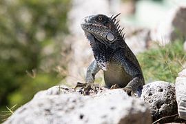 Iguanas on the lookout by Joanne Blokland