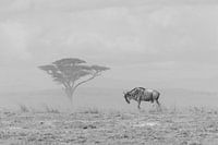 La gamme solitaire noir et blanc