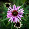 Coneflower by Peter Vruggink
