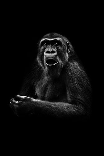 Very surprised (emotions) female gorilla