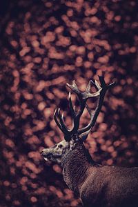 Der Rothirsch im roten Wald - Symbolische Naturfotografie-Serie