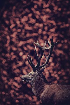 Le cerf rouge dans la forêt rouge 3 sur Elianne van Turennout