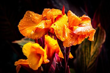 Macro oranje bloem van het Indiase bloemriet, canna indica van Dieter Walther