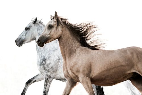 Paarden Galopperen Zij aan Zij in Elegant Contrast