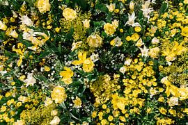 Sea of flowers II by Zoom_Out Photography