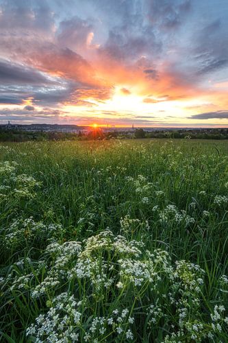 Dramatic sunrise in Ulm in spring with flowers in the foreground. Swabian Alb