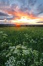 Dramatic sunrise in Ulm in spring with flowers in the foreground. Swabian Alb by Daniel Pahmeier thumbnail