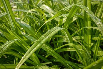 Wassertropfen