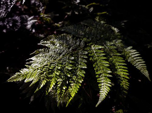 La voile sous les projecteurs