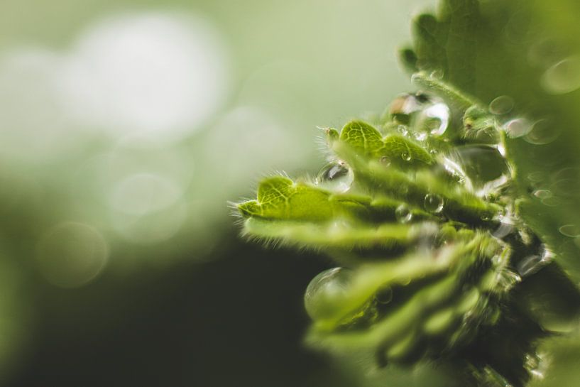 raindrop on plant by Yara Verstappen
