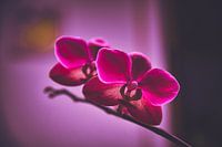 Roze orchidee