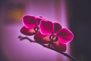 Orchidée rose