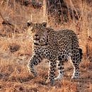 Leopard by Rob Wareman Fotografie thumbnail