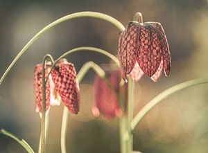 Blumen Teil 474