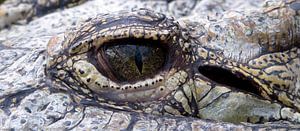 Crocseye