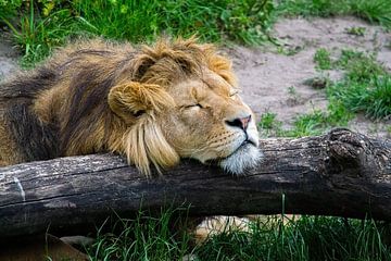 Slapende leeuw van Quint Wijnhoven