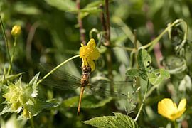 a dragonfly, or Sympetrum vulgatum, on a yellow buttercup by W J Kok