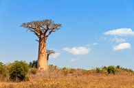 Baobab in het landschap van Dennis van de Water thumbnail