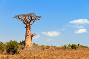 Baobab in het landschap sur Dennis van de Water