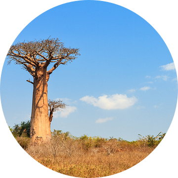 Baobab in het landschap van Dennis van de Water