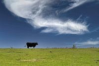 Cow on the dike