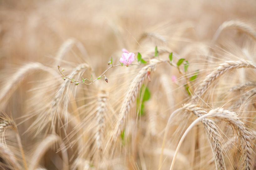 Small but strong by Els Broers