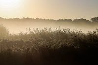 Morning dew over the meadows