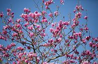 Roze magnolia bloesem van Miranda van Assema thumbnail