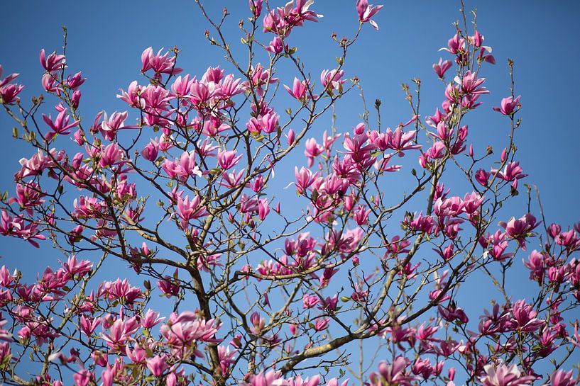 Roze magnolia bloesem van Miranda van Assema
