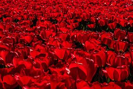 Rode Tulpen by Erika Gallegos