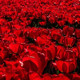 Rode Tulpen von Erika Gallegos