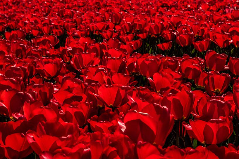 Rode Tulpen by Erika Gallegos