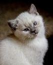 Dreamy eyes. Jonge kitten poes/kat poserend in de camera von noeky1980 photography Miniaturansicht